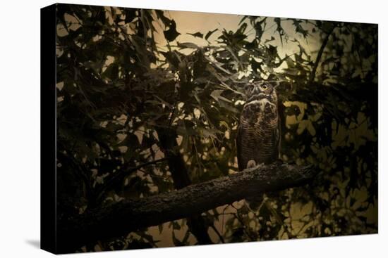 Night of the Owl 3-Jai Johnson-Stretched Canvas