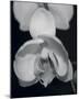 Night Orchid I-Tony Koukos-Mounted Giclee Print
