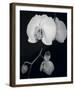 Night Orchid III-Tony Koukos-Framed Giclee Print