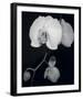 Night Orchid III-Tony Koukos-Framed Giclee Print