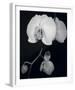 Night Orchid III-Tony Koukos-Framed Giclee Print