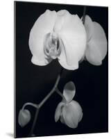 Night Orchid III-Tony Koukos-Mounted Giclee Print