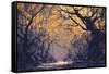 Night Scene of Autumn Forest,Landscape Painting-Tithi Luadthong-Framed Stretched Canvas