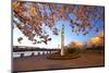 Night Shot of Cherry Trees, Portland Water Front, Portland Oregon.-Craig Tuttle-Mounted Photographic Print