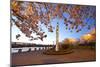 Night Shot of Cherry Trees, Portland Water Front, Portland Oregon.-Craig Tuttle-Mounted Photographic Print