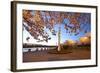 Night Shot of Cherry Trees, Portland Water Front, Portland Oregon.-Craig Tuttle-Framed Photographic Print