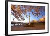 Night Shot of Cherry Trees, Portland Water Front, Portland Oregon.-Craig Tuttle-Framed Photographic Print