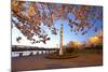 Night Shot of Cherry Trees, Portland Water Front, Portland Oregon.-Craig Tuttle-Mounted Photographic Print