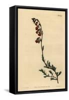 Night-Smelling Hermannia, Hermannia Flammea-Sydenham Teast Edwards-Framed Stretched Canvas