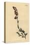 Night-Smelling Hermannia, Hermannia Flammea-Sydenham Teast Edwards-Stretched Canvas