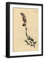 Night-Smelling Hermannia, Hermannia Flammea-Sydenham Teast Edwards-Framed Giclee Print