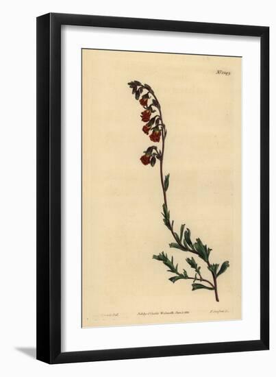 Night-Smelling Hermannia, Hermannia Flammea-Sydenham Teast Edwards-Framed Giclee Print