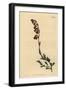 Night-Smelling Hermannia, Hermannia Flammea-Sydenham Teast Edwards-Framed Giclee Print