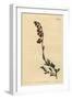 Night-Smelling Hermannia, Hermannia Flammea-Sydenham Teast Edwards-Framed Giclee Print