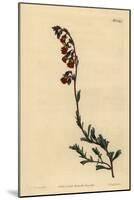 Night-Smelling Hermannia, Hermannia Flammea-Sydenham Teast Edwards-Mounted Giclee Print
