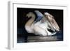 Night Swan, 2022, (pastel on paper)-Mark Adlington-Framed Giclee Print