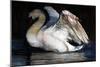 Night Swan, 2022, (pastel on paper)-Mark Adlington-Mounted Giclee Print