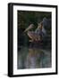 Night Swim-Howard Ruby-Framed Photographic Print