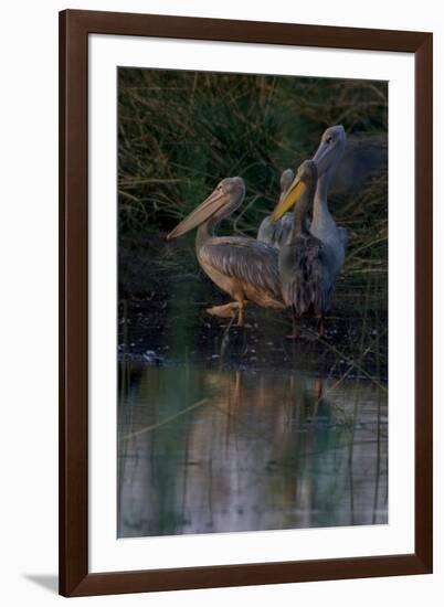 Night Swim-Howard Ruby-Framed Photographic Print