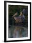 Night Swim-Howard Ruby-Framed Photographic Print