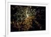 Night time satellite image of Berlin, Germany-null-Framed Photographic Print