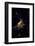 Night time satellite image of Chicago and Lake Michigan, Michigan, USA-null-Framed Photographic Print