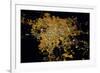 Night time satellite image of Guadalajara, Jalisco, Mexico-null-Framed Photographic Print