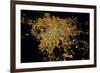 Night time satellite image of Guadalajara, Jalisco, Mexico-null-Framed Photographic Print