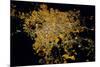 Night time satellite image of Guadalajara, Jalisco, Mexico-null-Mounted Photographic Print