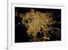 Night time satellite image of Guadalajara, Jalisco, Mexico-null-Framed Photographic Print