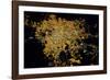 Night time satellite image of Guadalajara, Jalisco, Mexico-null-Framed Photographic Print