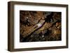 Night time satellite image of New York, USA-null-Framed Photographic Print