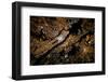 Night time satellite image of New York, USA-null-Framed Photographic Print