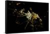 Night time satellite view of Dammam, Eastern Province, Saudi Arabia-null-Framed Stretched Canvas