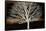 Night Tree-Diane Stimson-Framed Stretched Canvas
