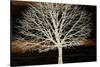 Night Tree-Diane Stimson-Stretched Canvas