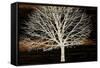 Night Tree-Diane Stimson-Framed Stretched Canvas