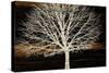 Night Tree-Diane Stimson-Stretched Canvas