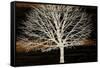 Night Tree-Diane Stimson-Framed Stretched Canvas
