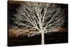 Night Tree-Diane Stimson-Stretched Canvas