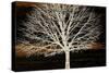 Night Tree-Diane Stimson-Stretched Canvas