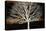 Night Tree-Diane Stimson-Stretched Canvas