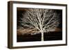 Night Tree-Diane Stimson-Framed Art Print