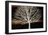 Night Tree-Diane Stimson-Framed Art Print