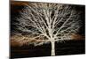 Night Tree-Diane Stimson-Mounted Art Print