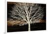 Night Tree-Diane Stimson-Framed Art Print