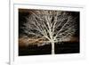 Night Tree-Diane Stimson-Framed Premium Giclee Print