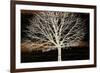 Night Tree-Diane Stimson-Framed Premium Giclee Print