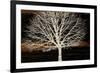 Night Tree-Diane Stimson-Framed Premium Giclee Print