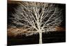 Night Tree-Diane Stimson-Mounted Premium Giclee Print